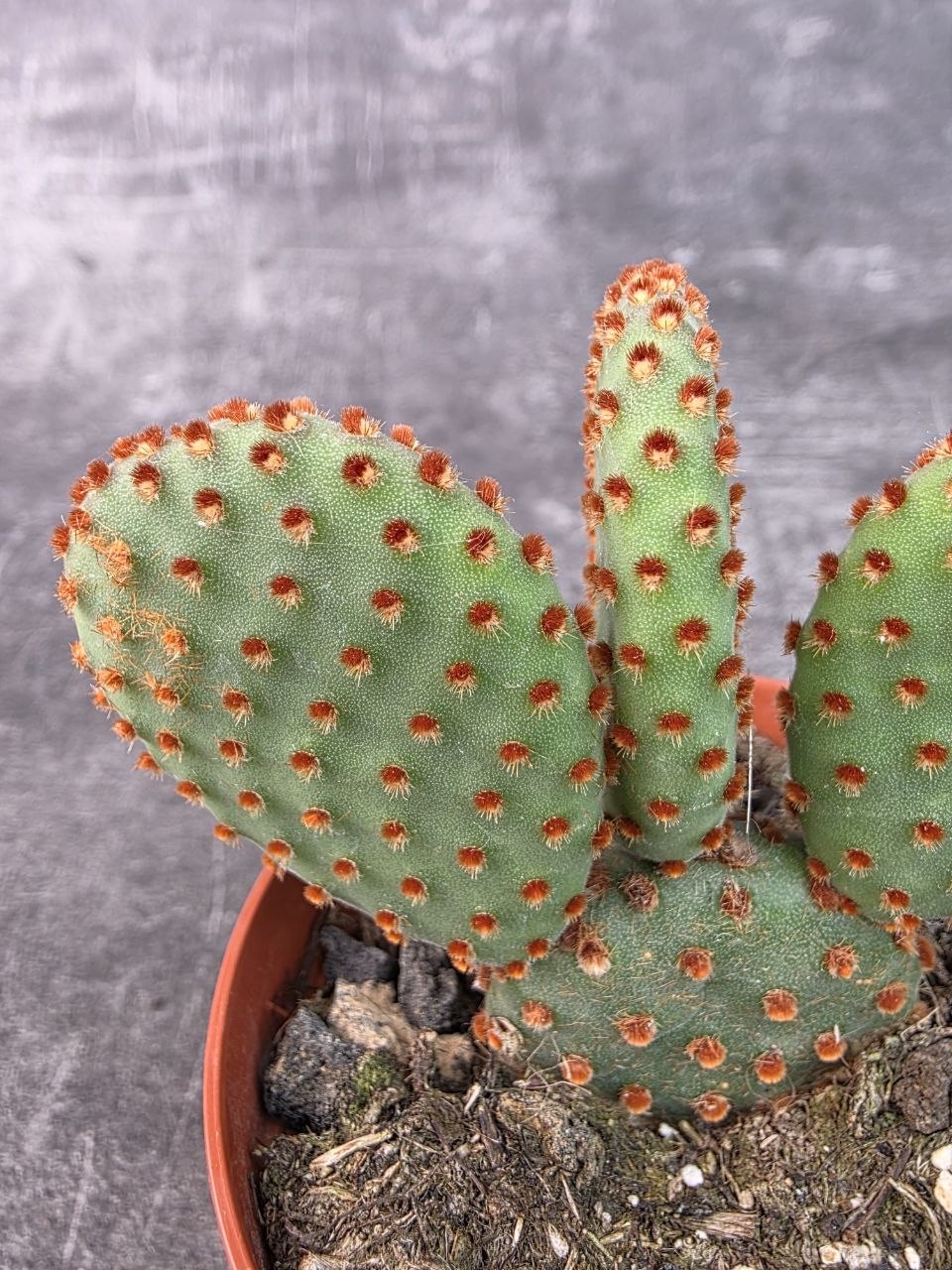 Opuntia Microdasys Rufida 8,5 cm