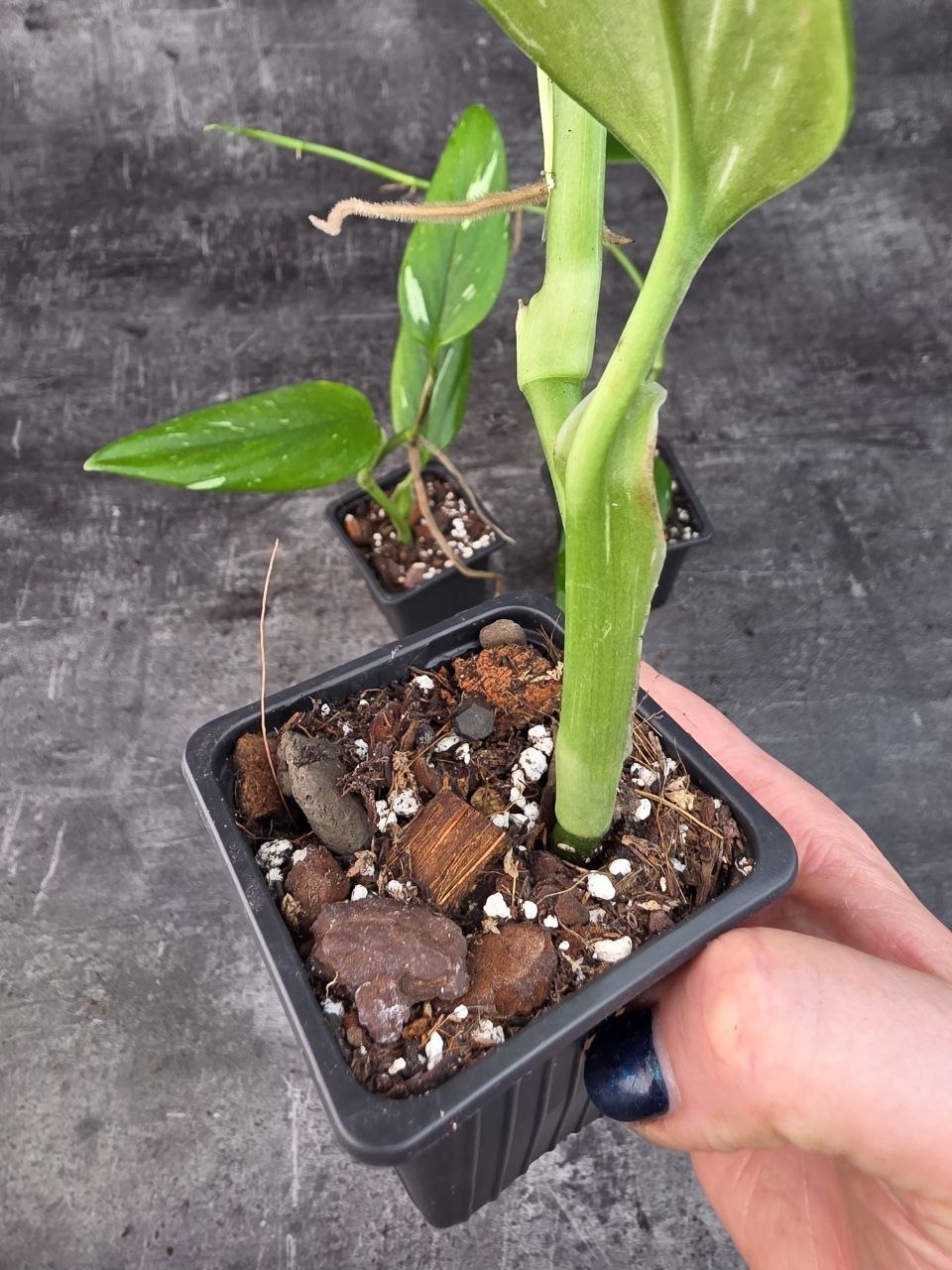 Pěstírna KYTKYshop Philodendron Cobra