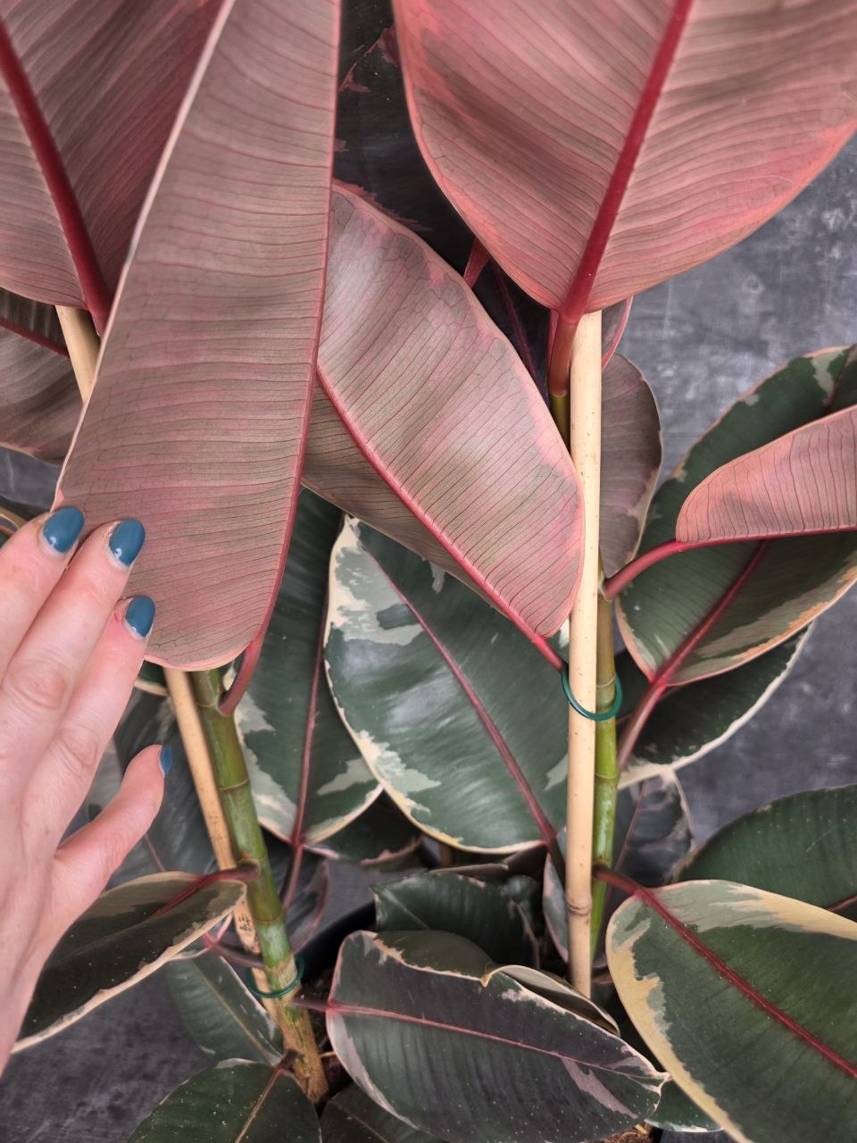 Ficus belize XXL