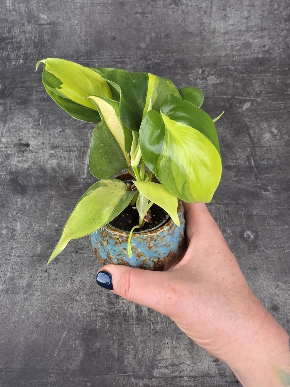 Philodendron Scandens Brasil mini