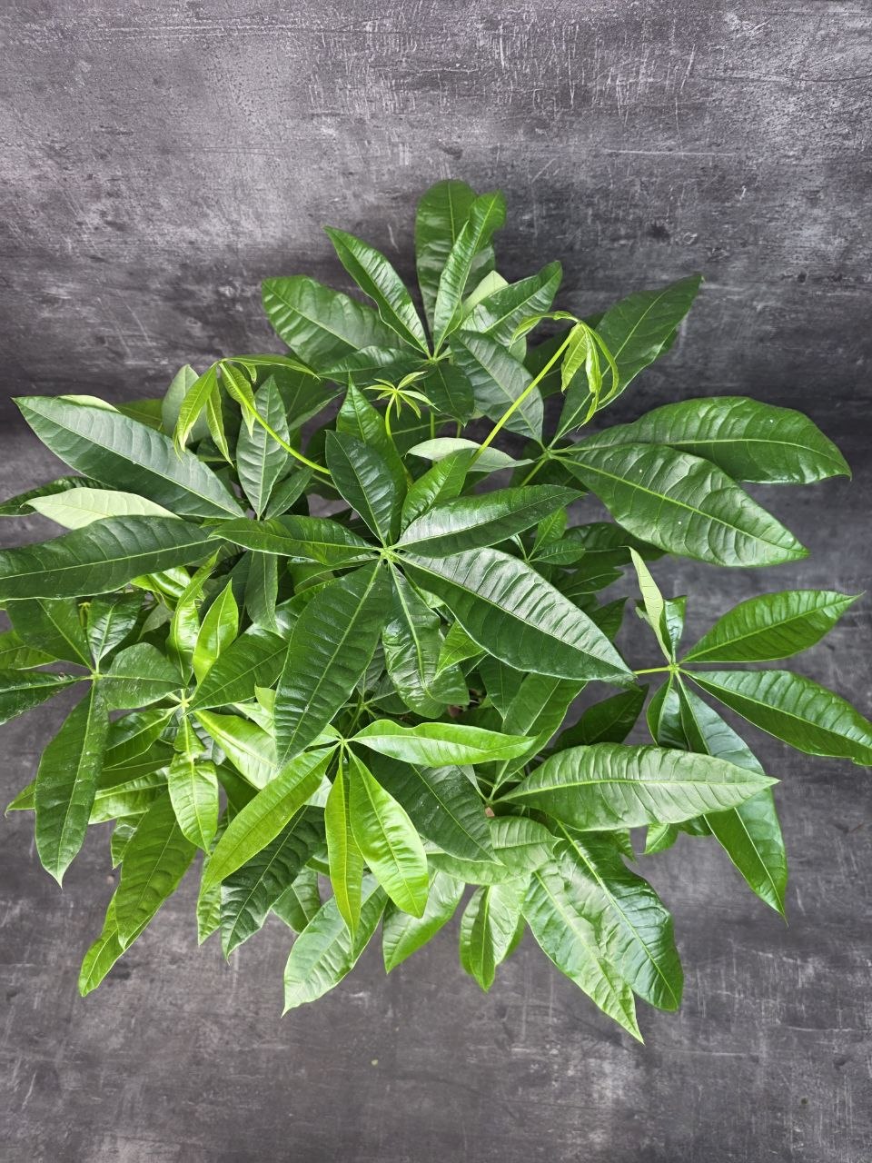 Pachira Aquatica, strom štěstí 19 cm