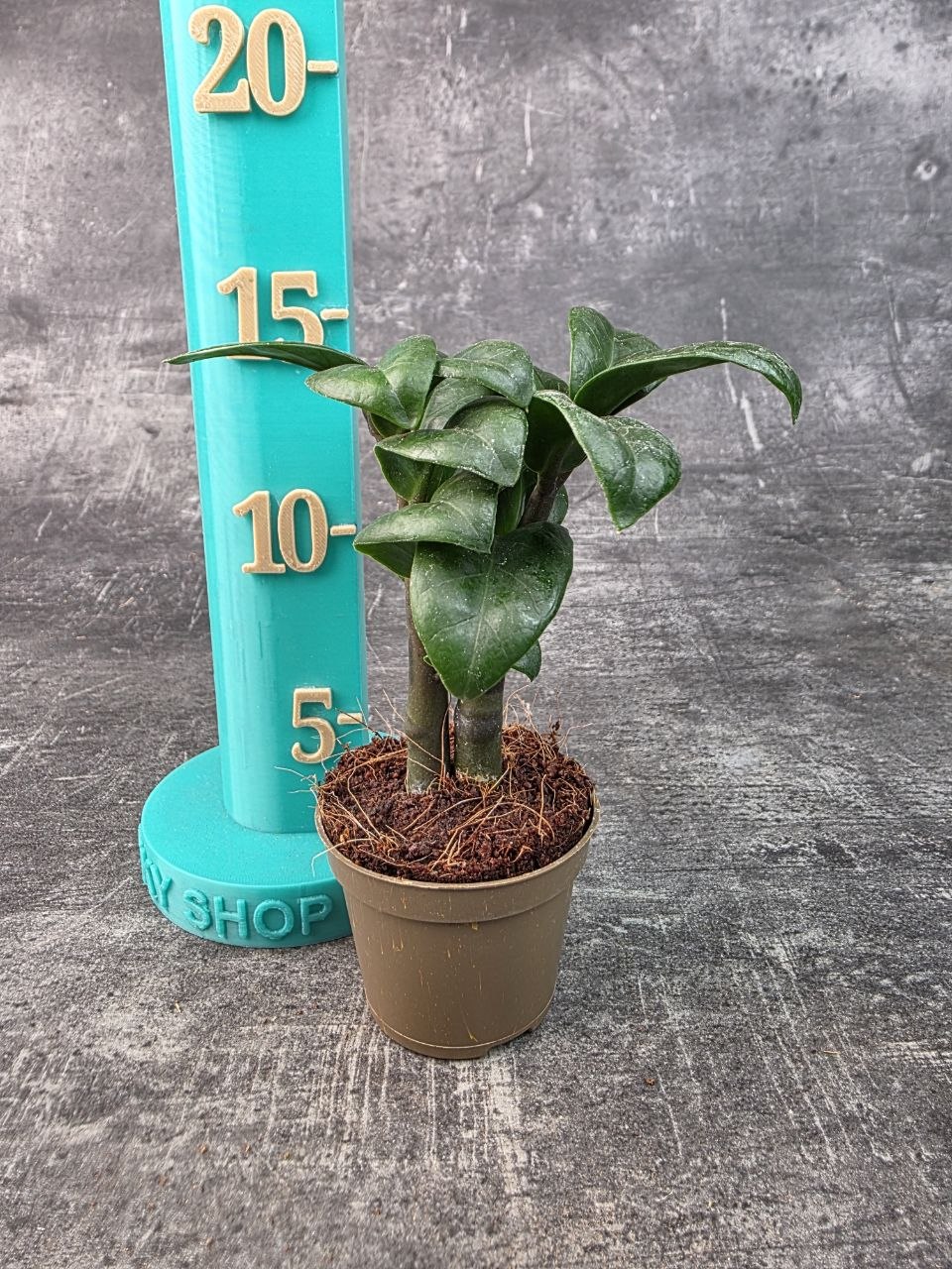 Zamioculcas Zamiifolia Zenzi mini