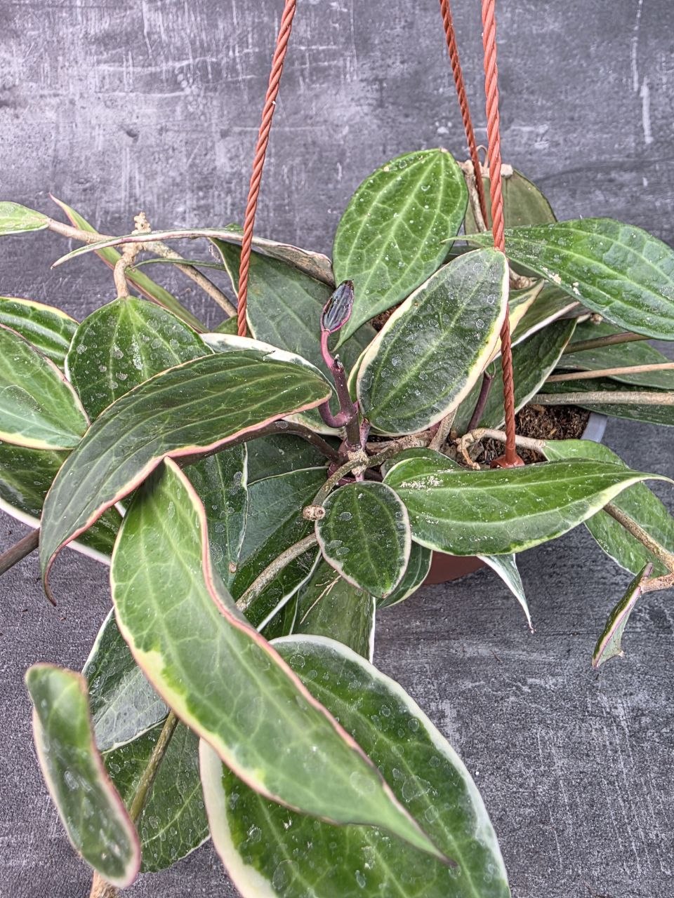 Hoya Albomarginata závěs