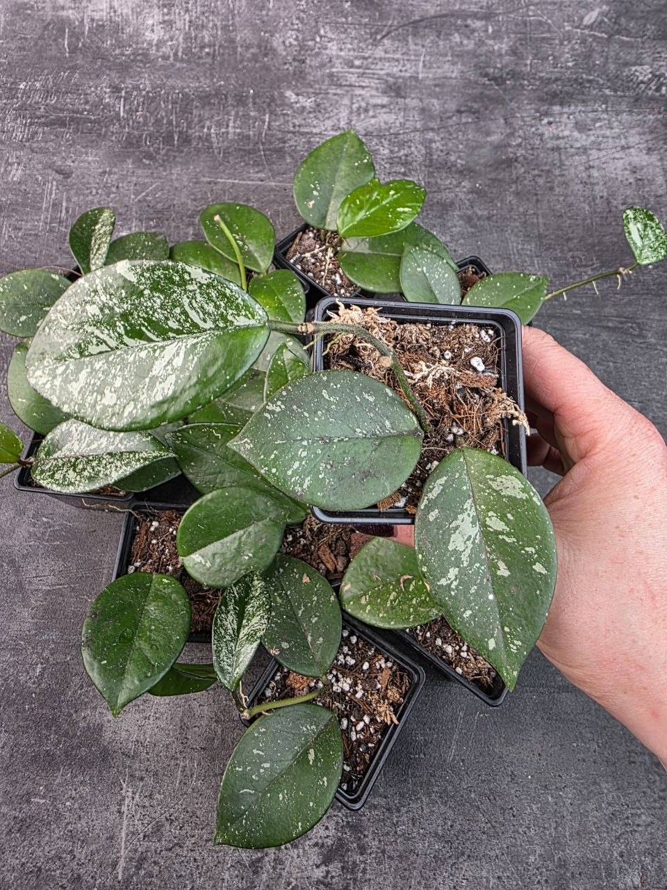 Pěstírna KYTKYshop Hoya Freckles Splash