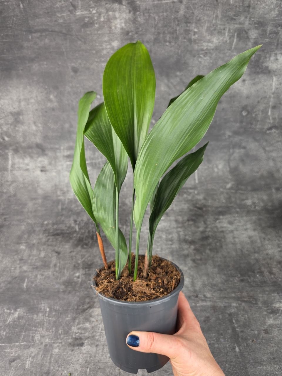 Aspidistra Elatior 13 cm