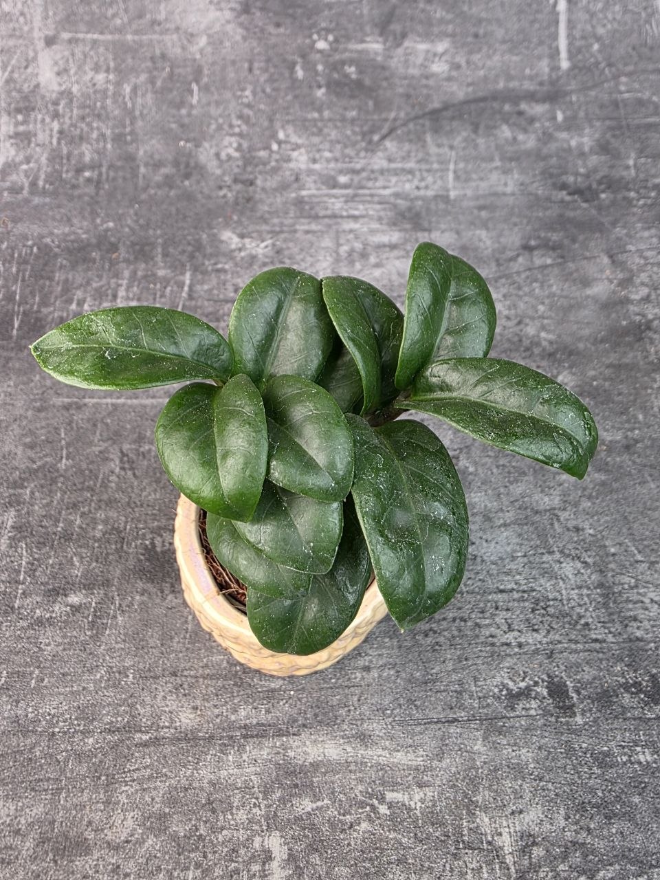 Zamioculcas Zamiifolia Zenzi mini