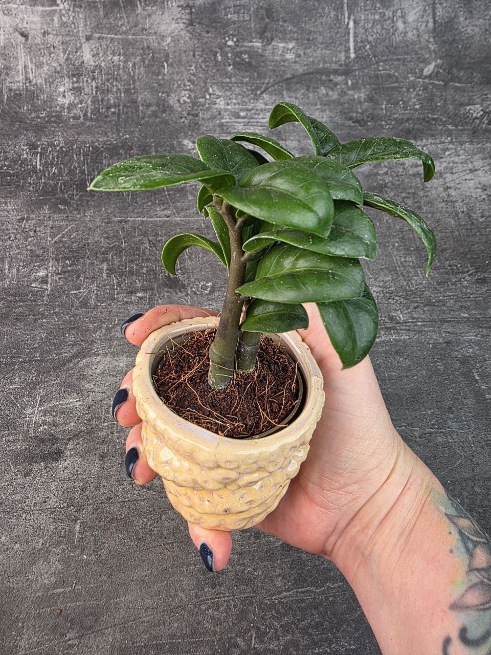 Zamioculcas Zamiifolia Zenzi mini