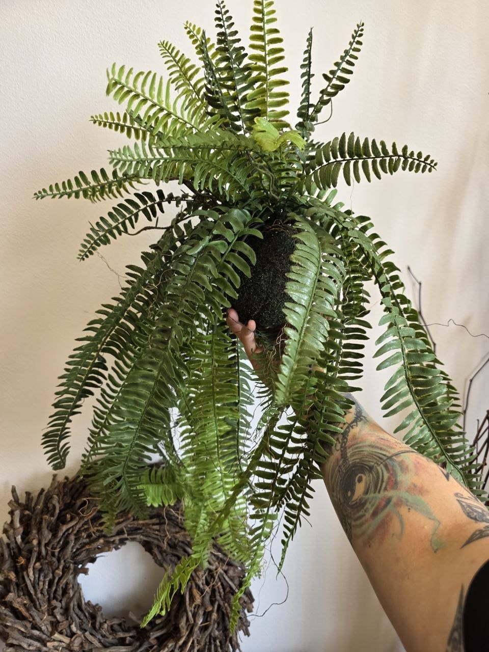 Imitace pokojová rostlina kokedama kapradina