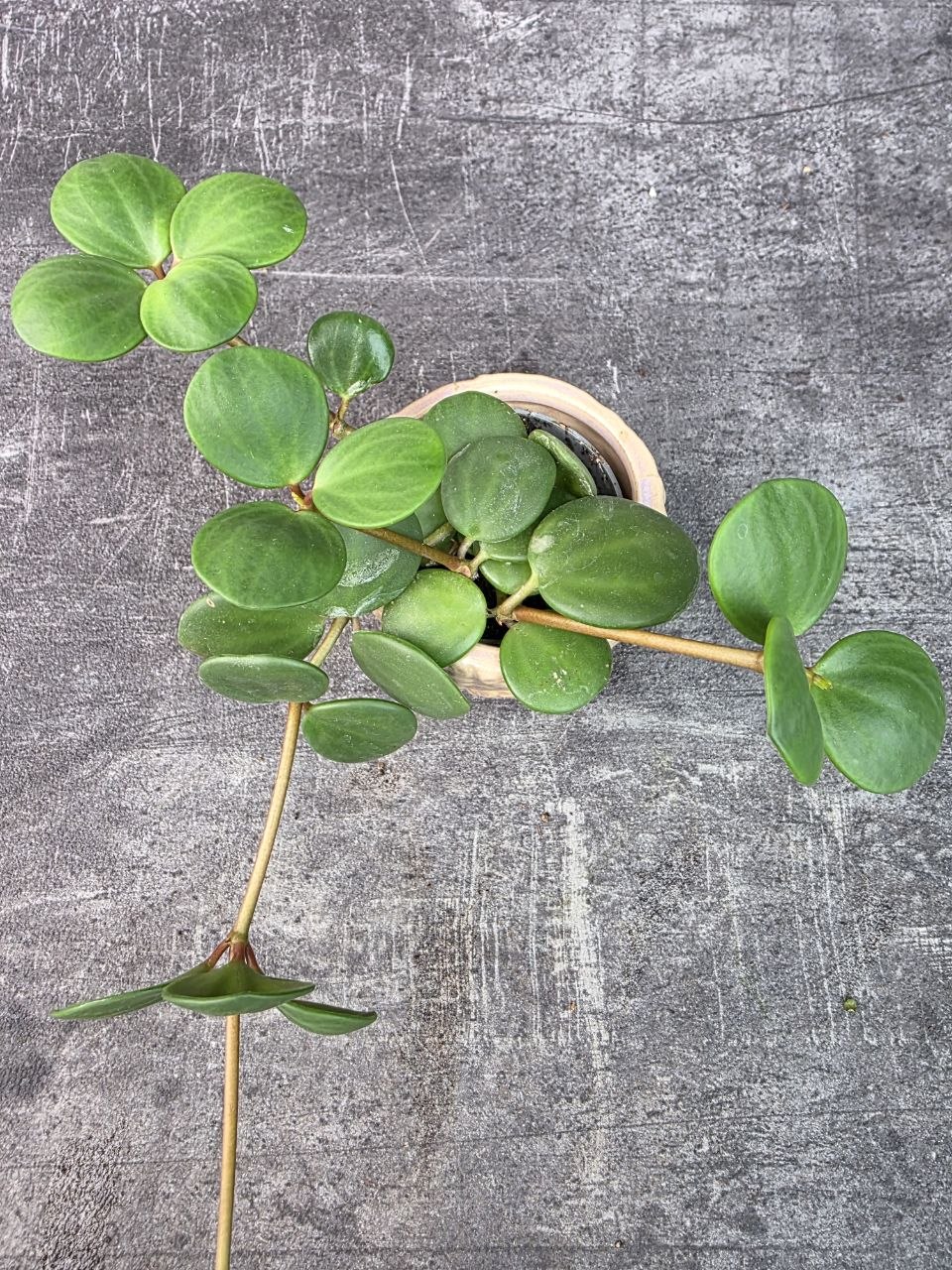 Peperomia Tetraphylla Hope mini