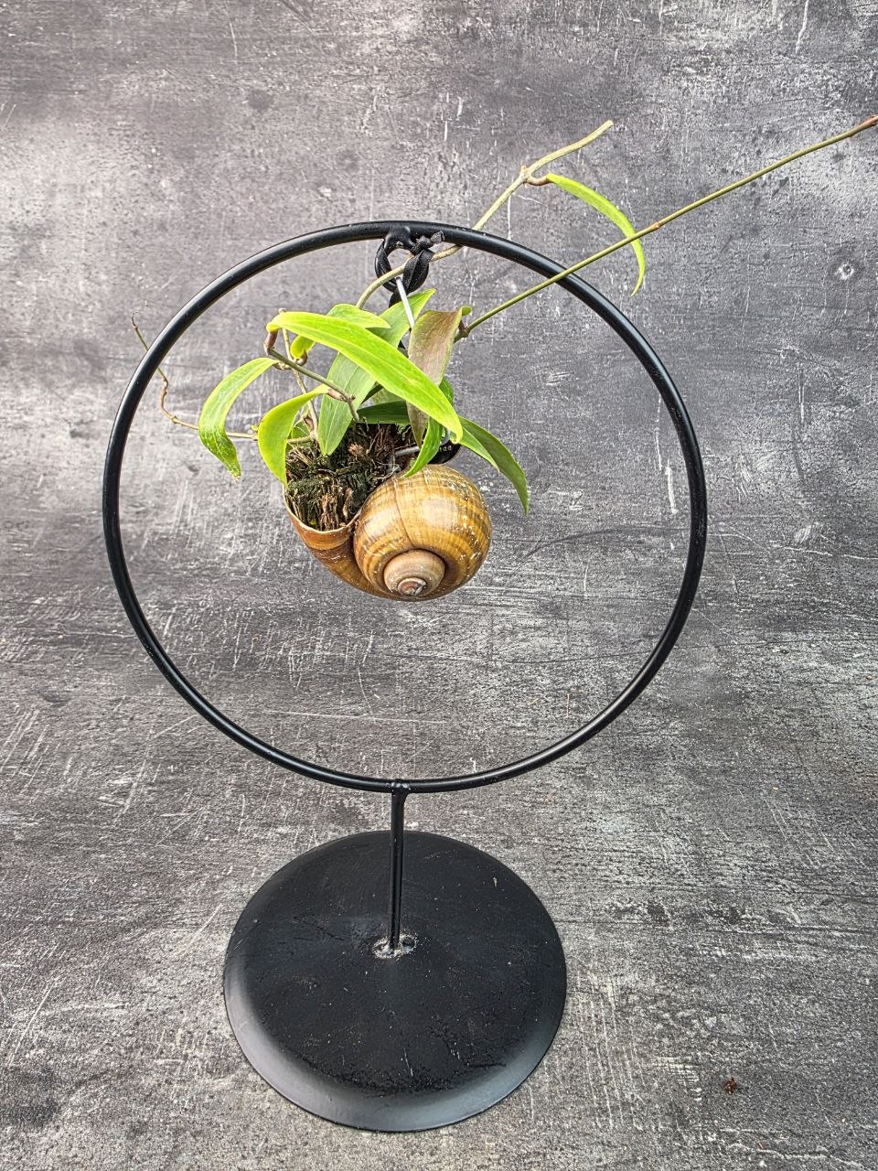 Hoya ve šnečí ulitě a černém kulatém stojanu Hoya verticillata (1)