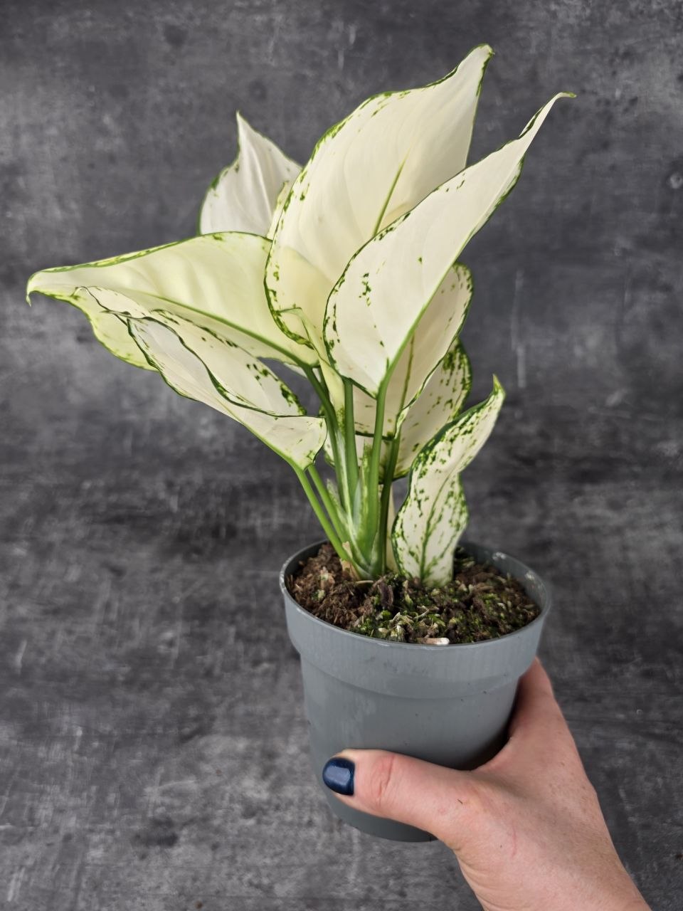 Aglaonema White Joy 12 cm