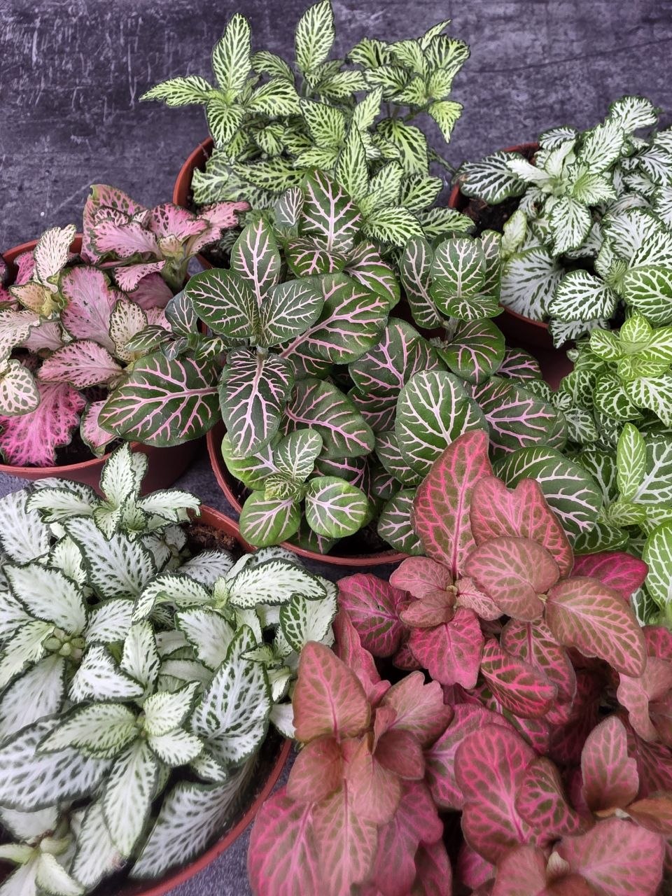 Fittonia výběr z více barev 8,5 cm