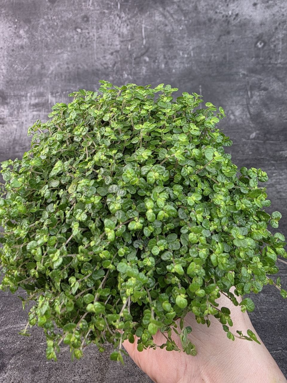 Soleirolia soleirolii tmavá 11 cm