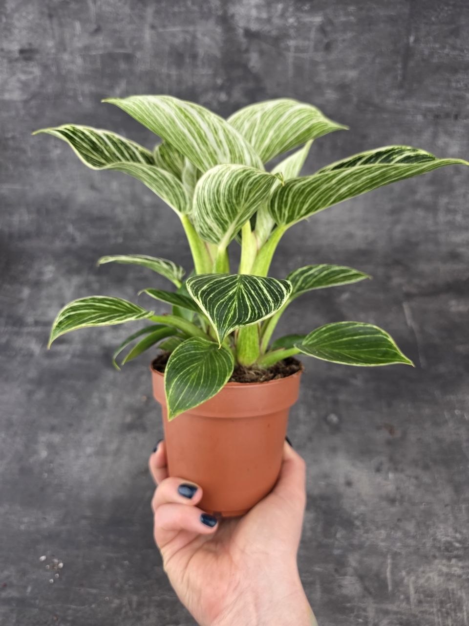 Philodendron White Wave