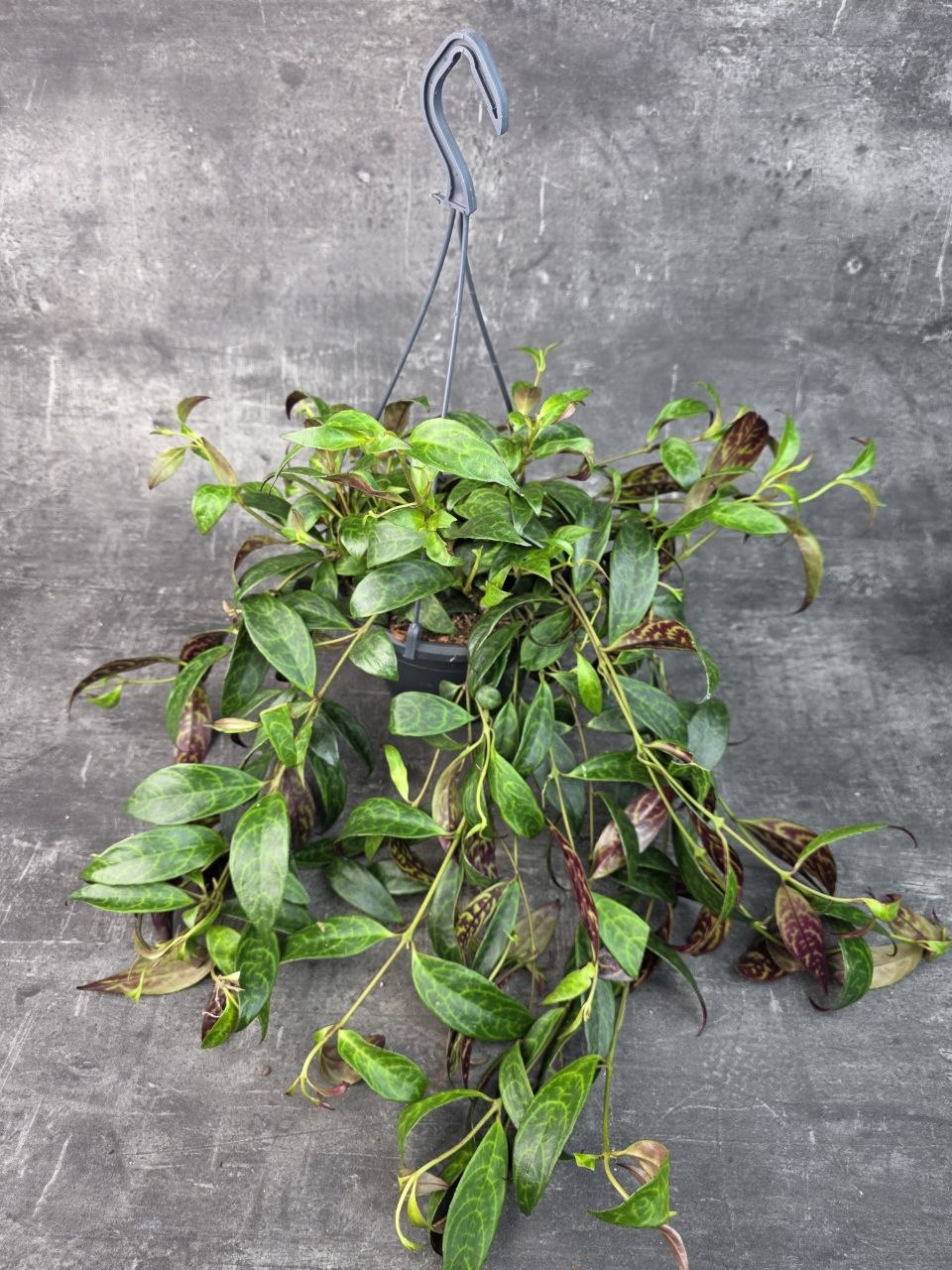 Aeschynanthus Marmoratus 14 cm
