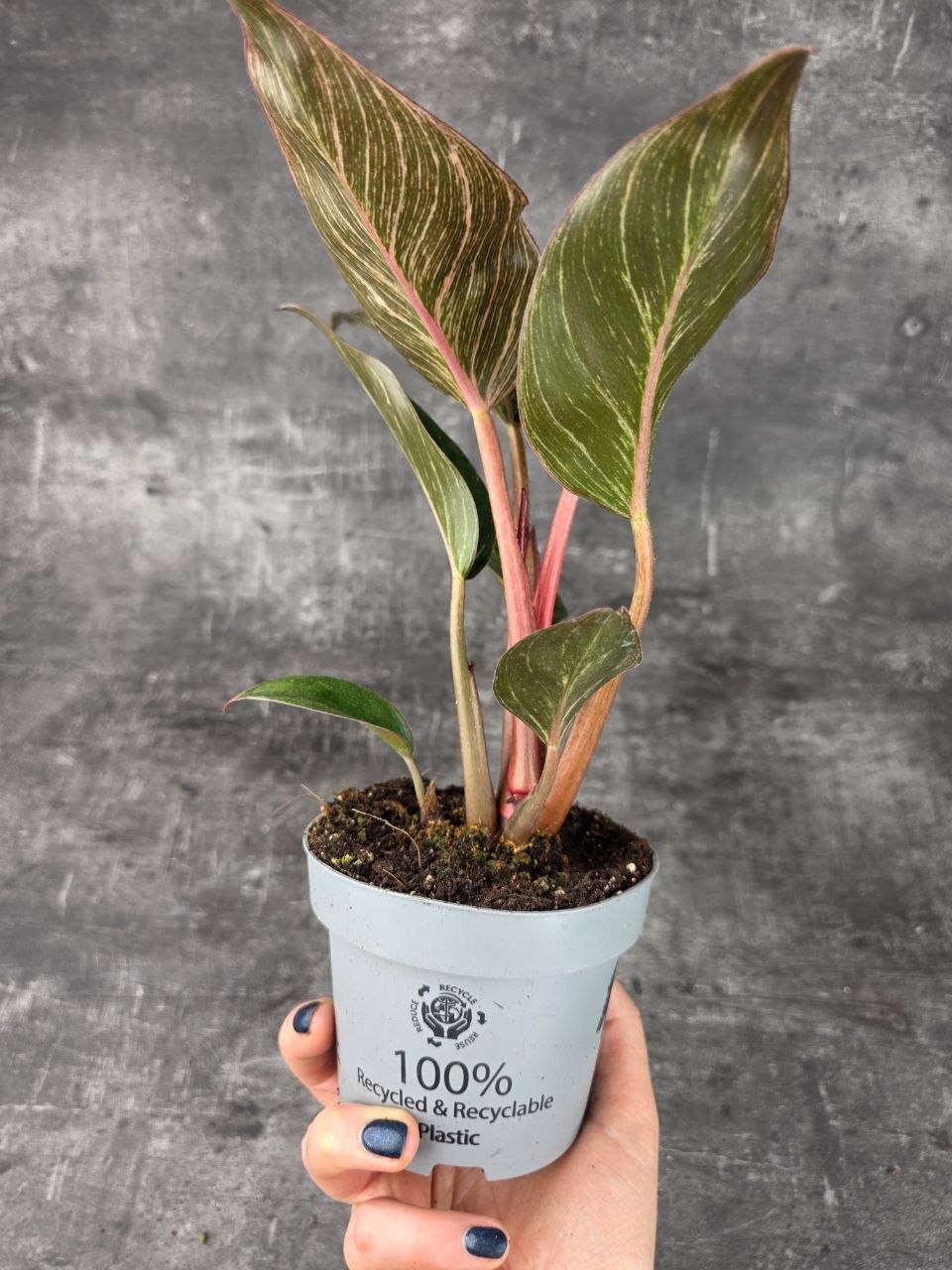 Philodendron Pink Birkini 12 cm