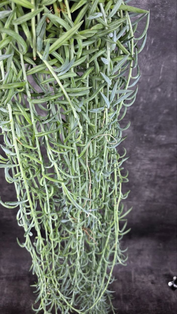 Senecio Radicans závěs  XXL
