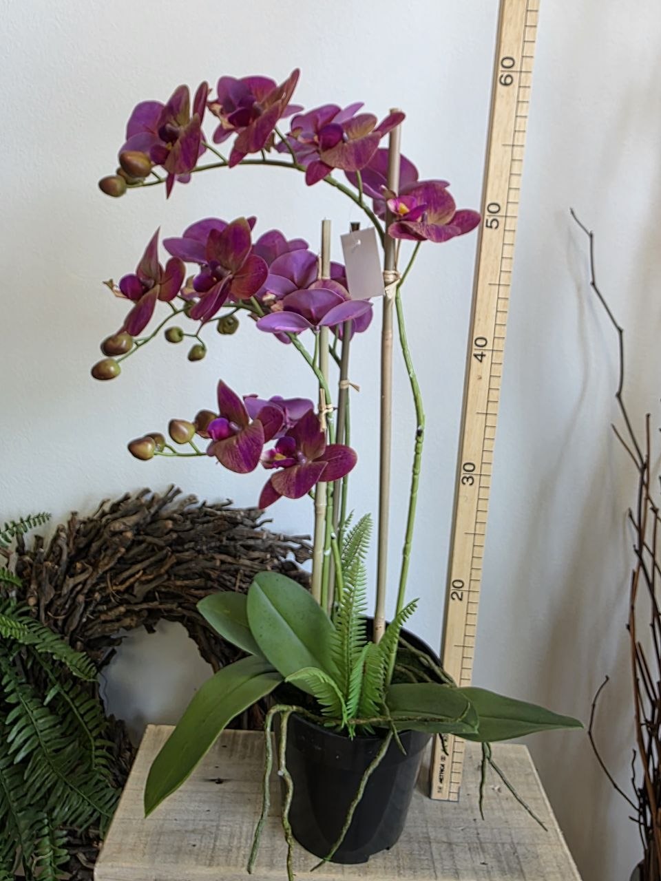 Imitace pokojová rostlina phalaenopsis vínový