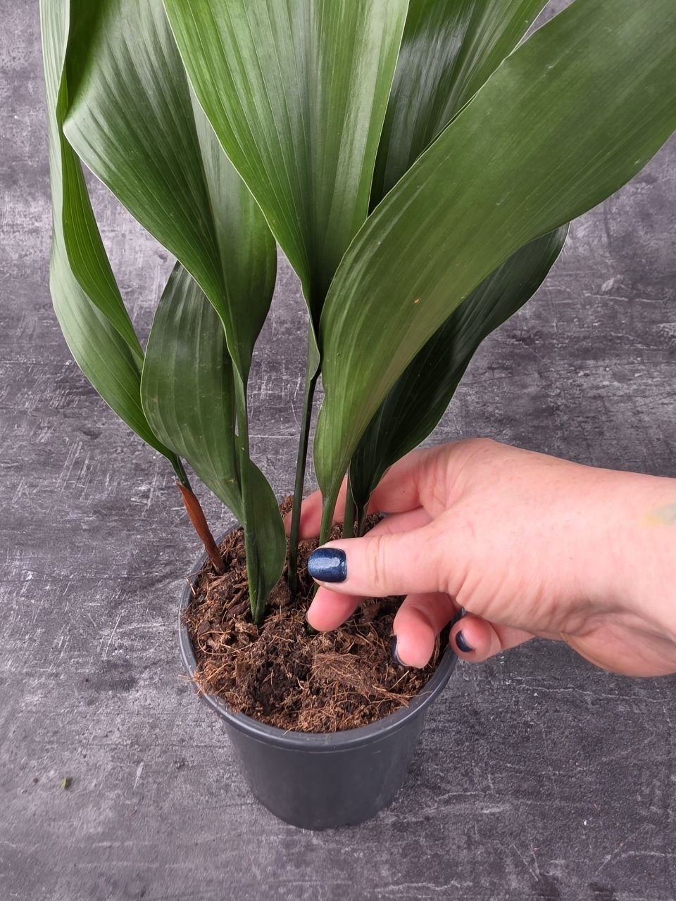 Aspidistra Elatior 13 cm