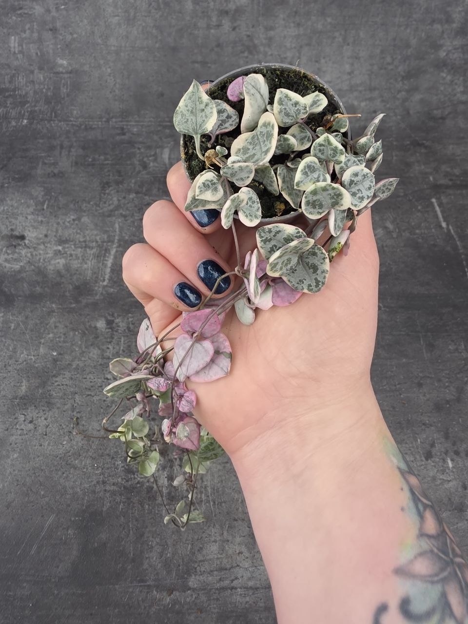 Ceropegia Woodii růžová mini