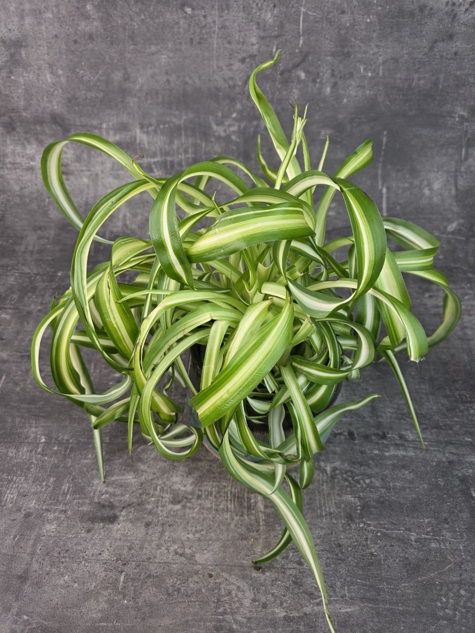 Chlorophytum Bonnie variata kroucené 12 cm