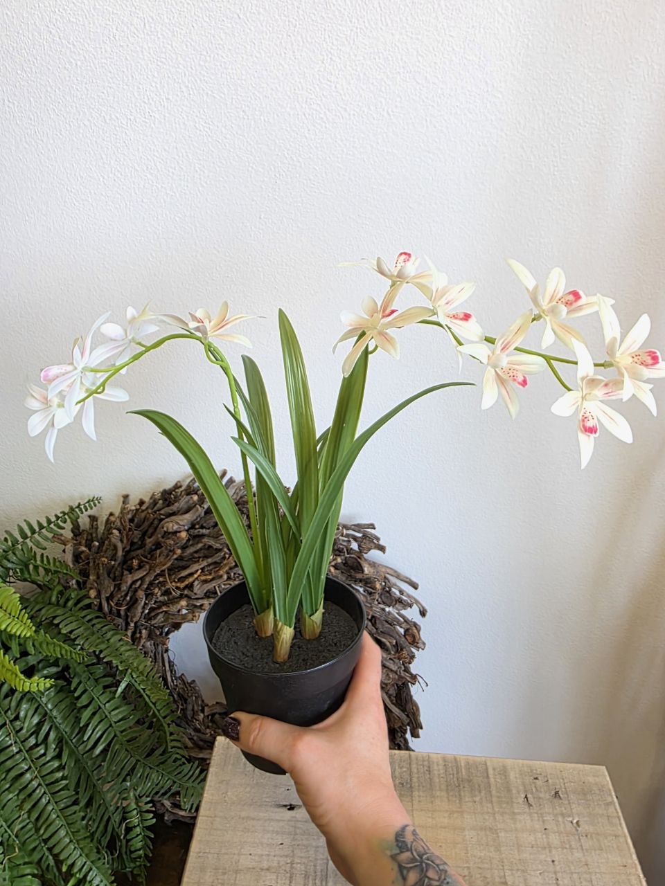 Imitace pokojová rostlina cymbidium