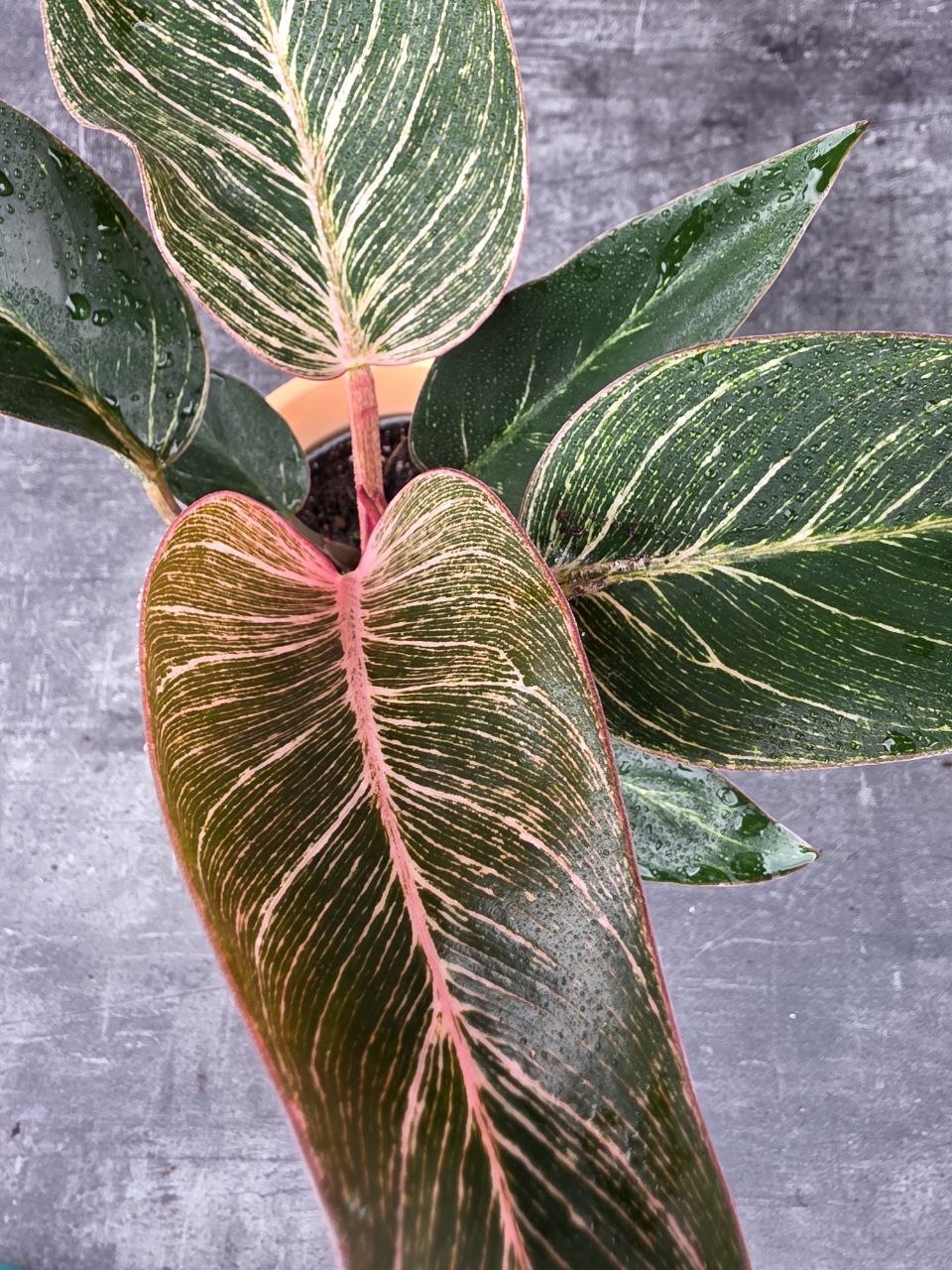 Philodendron Pink Birkini 12 cm
