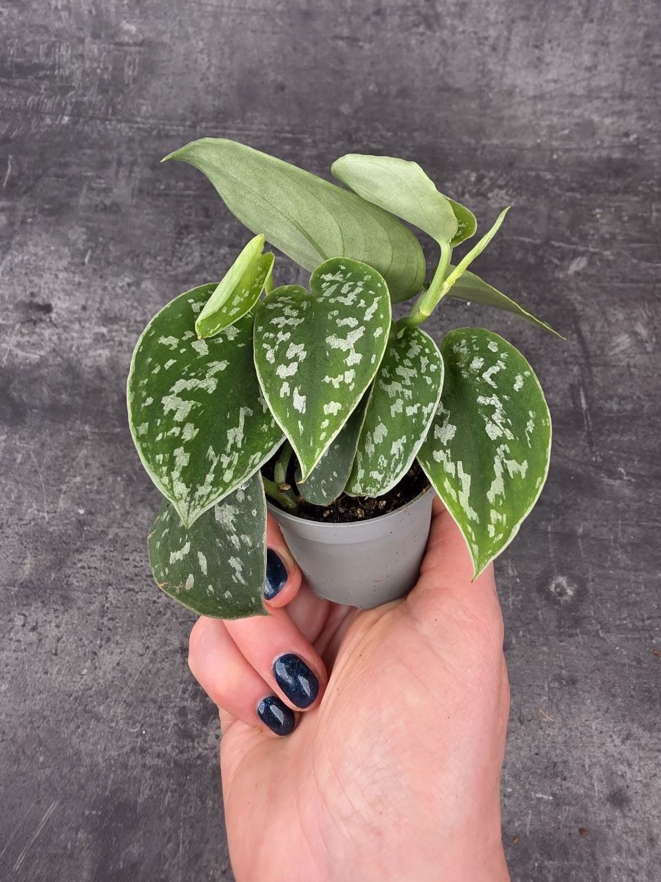 Scindapsus Pictus 'Argyraeus' mini