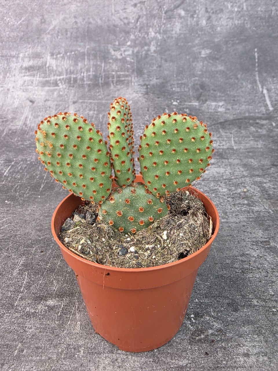 Opuntia Microdasys Rufida 8,5 cm