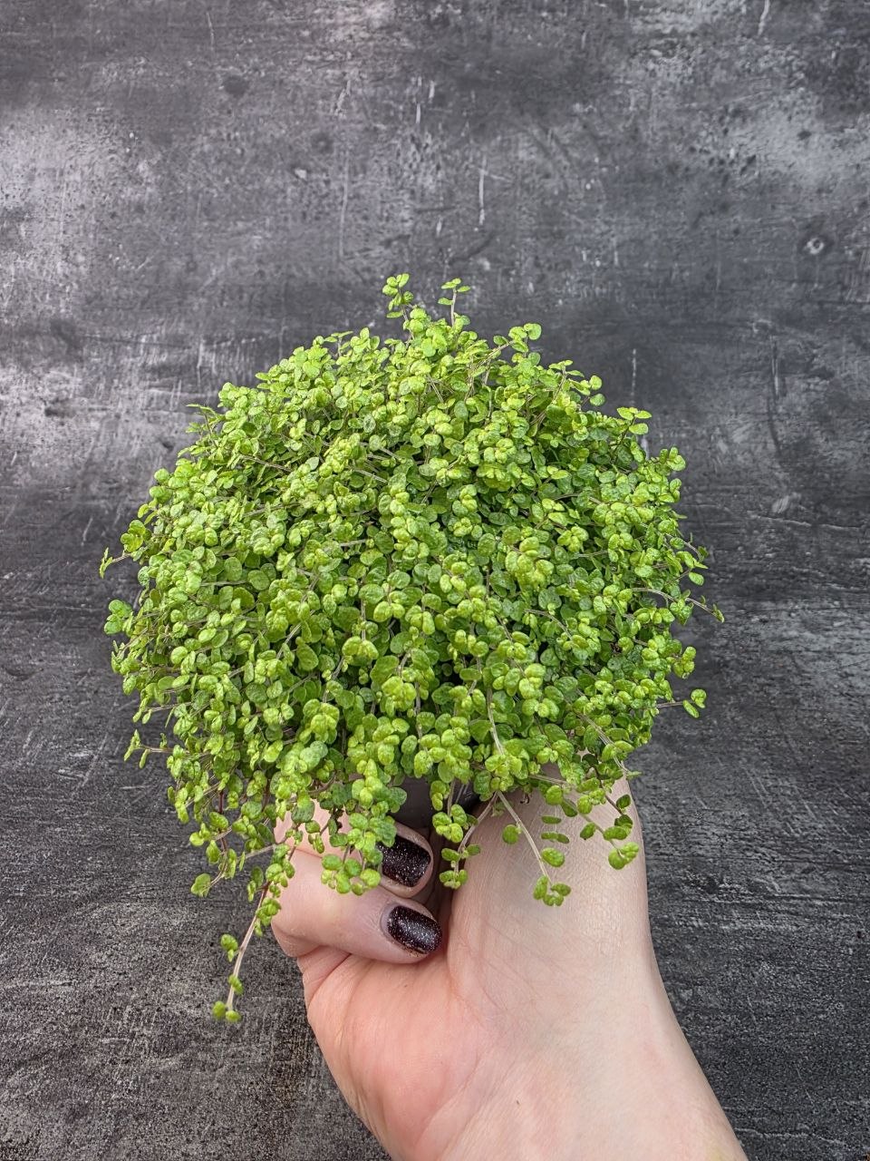 Soleirolia soleirolii světlá 11 cm