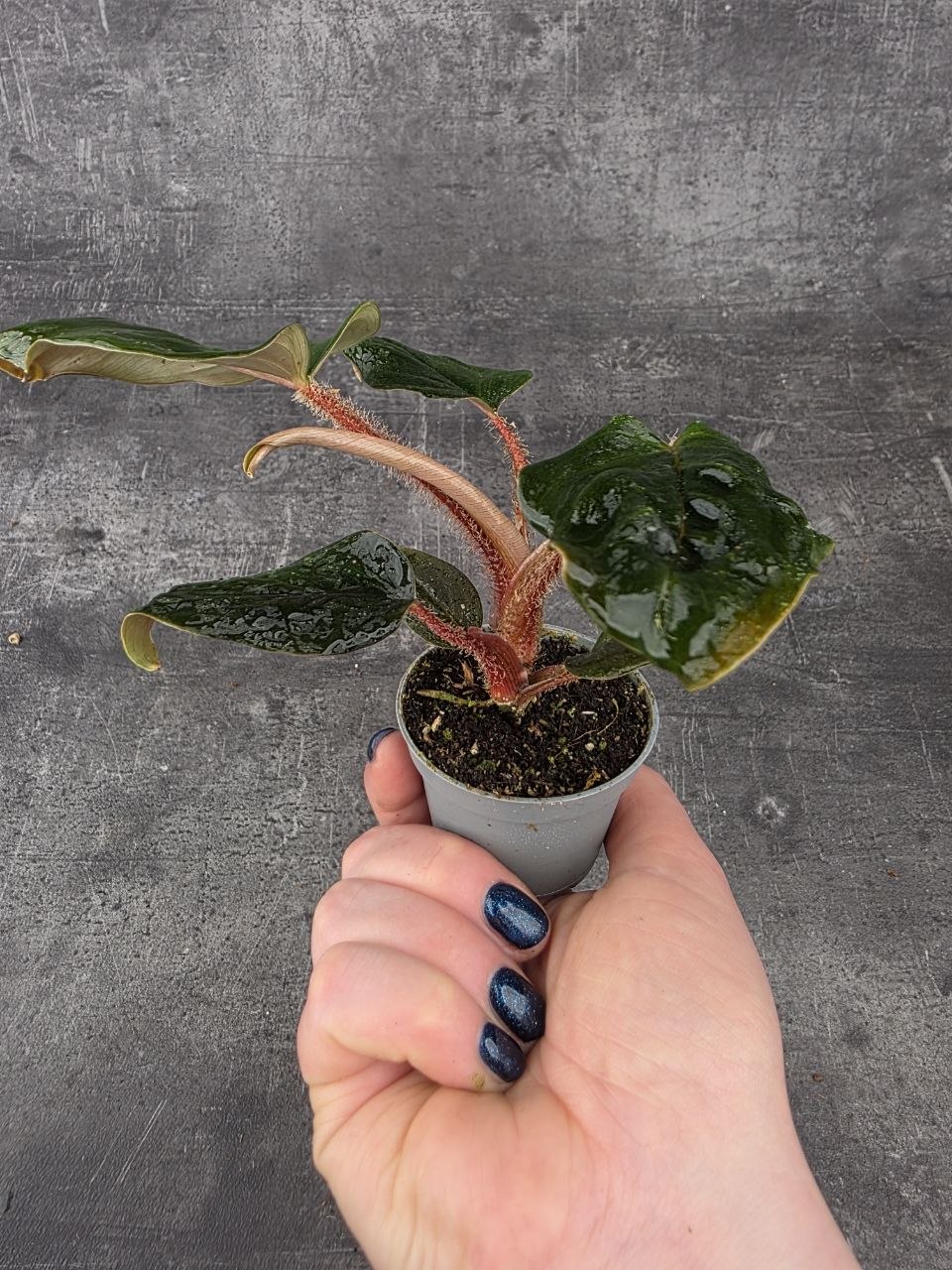 Philodendron Squamiferim