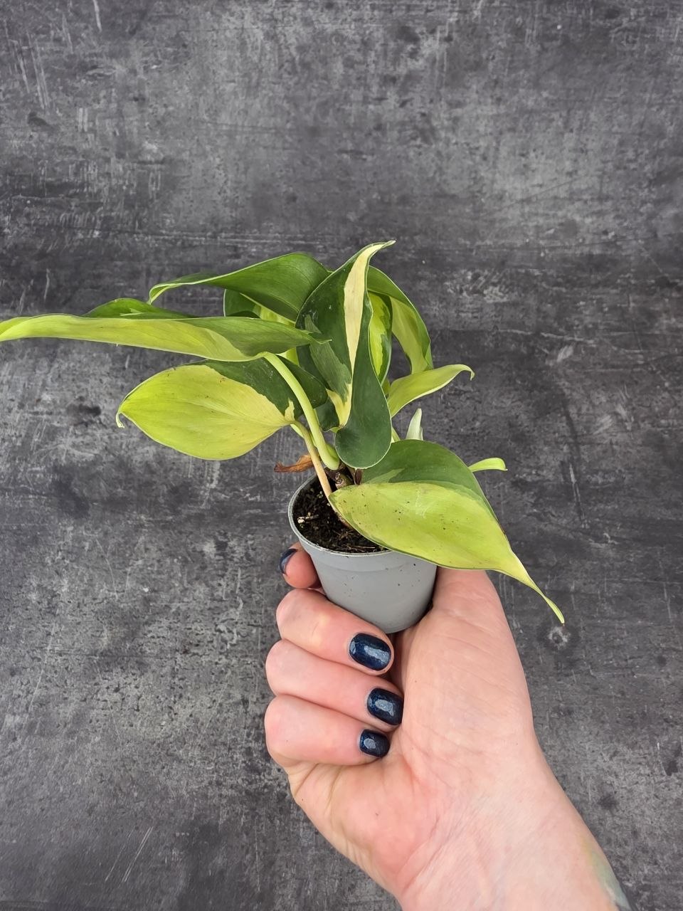 Philodendron Scandens Brasil mini