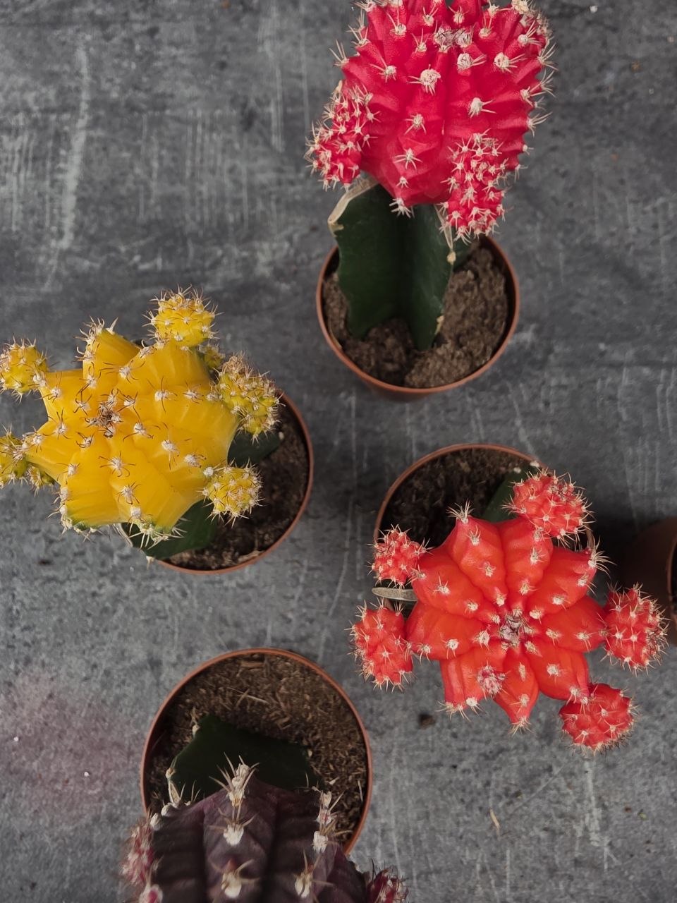Kaktus Gymnocalycium