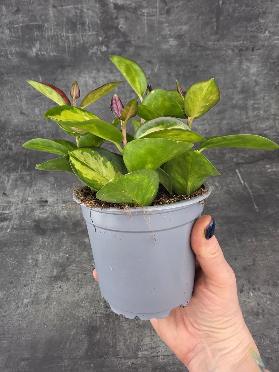 Hoya Australis Trikolor 12 cm