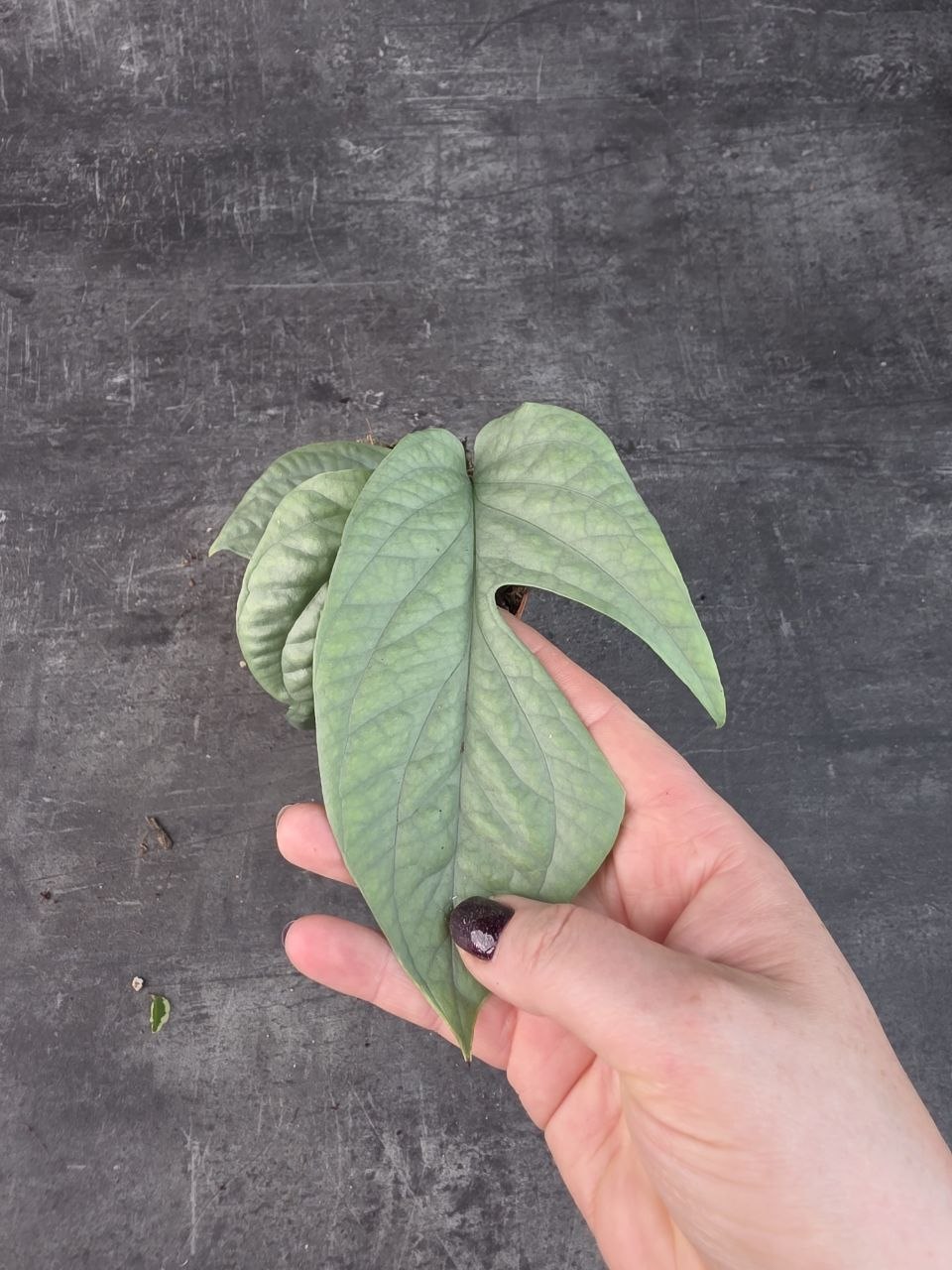 Monstera Amydrium 12 cm