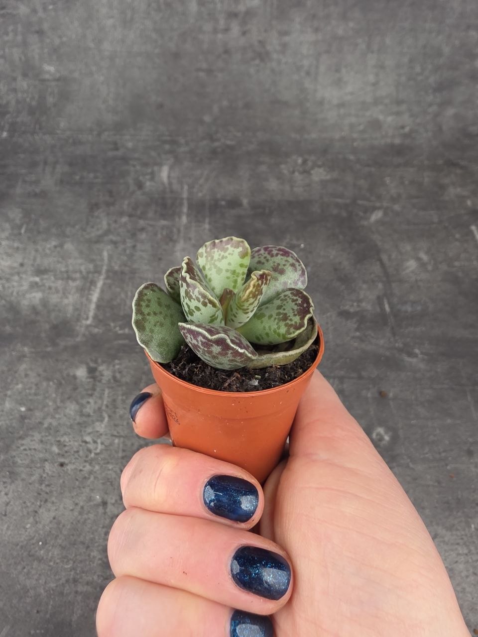 Adromischus cooperii