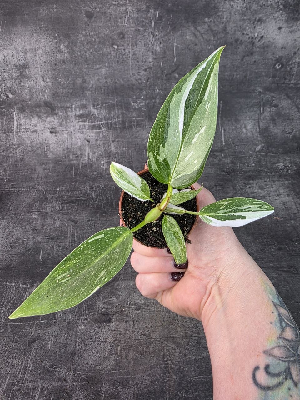 Philodendron White Princess mini
