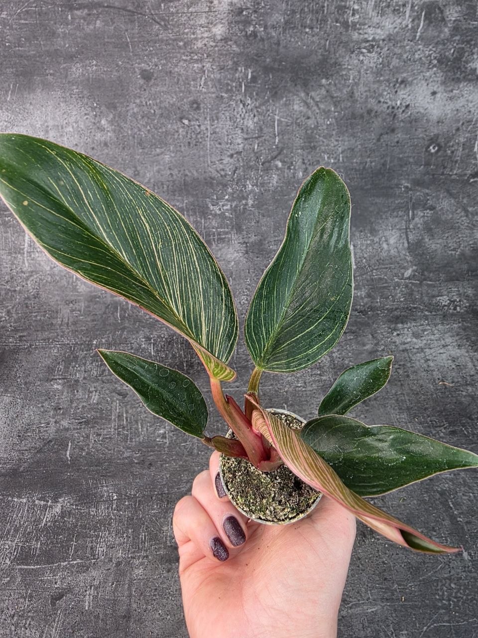 Philodendron Pink Birkini mini
