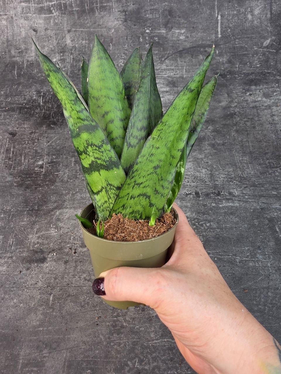 Sansevieria zeylanica ‘Fan’ pankáč 9 cm