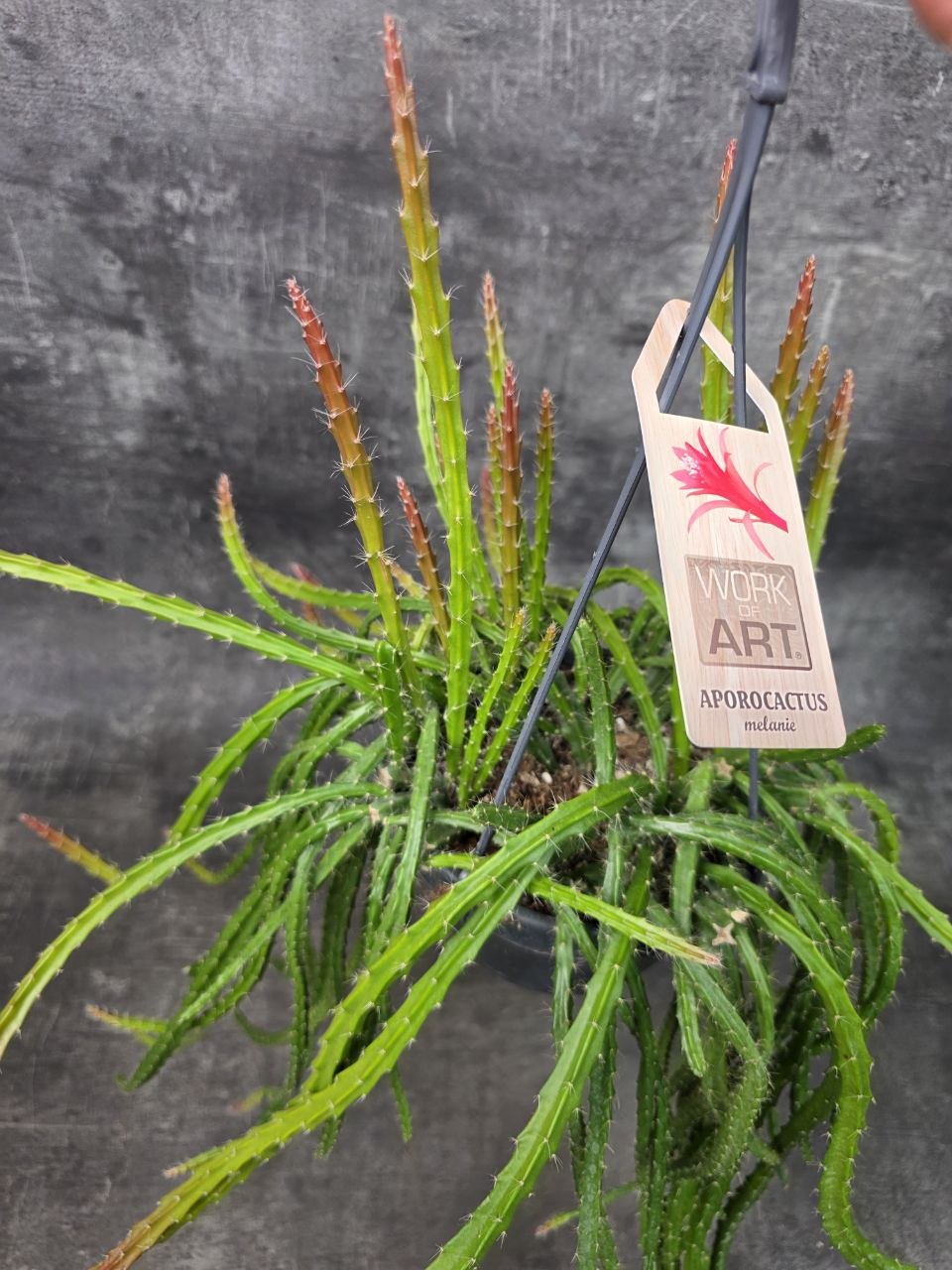 Aporocactus Melanie závěs 14 cm