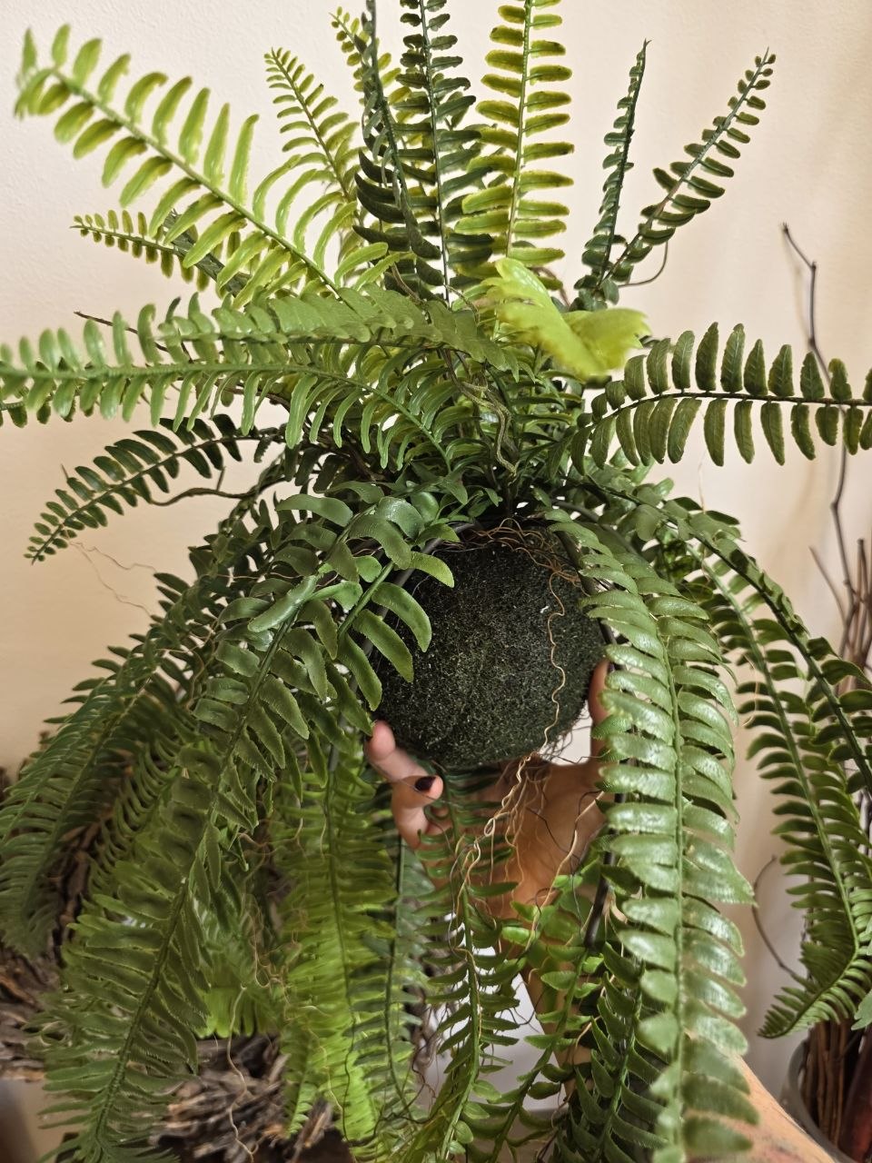 Imitace pokojová rostlina kokedama kapradina