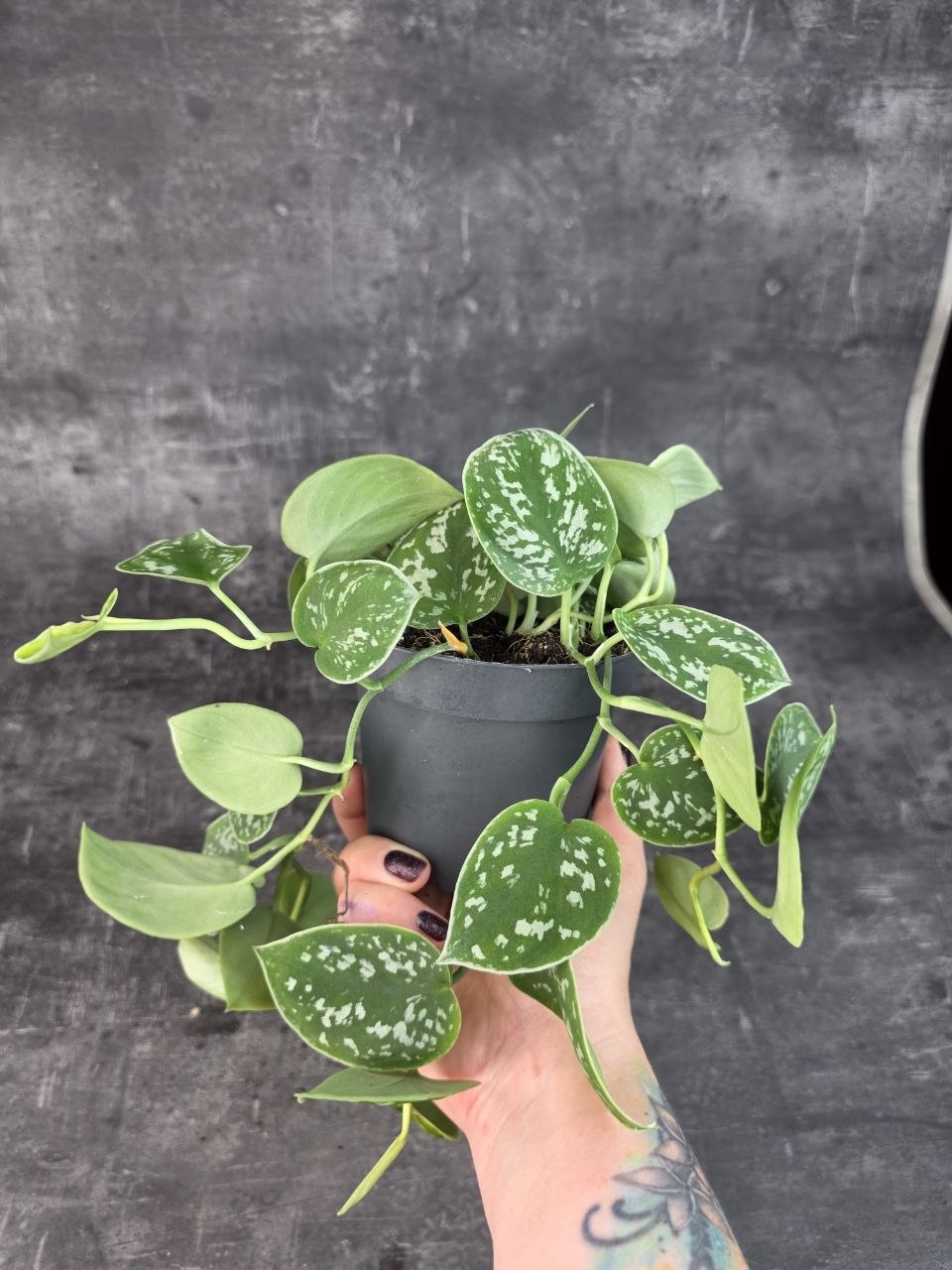 Scindapsus Pictus 'Argyraeus' 12 cm