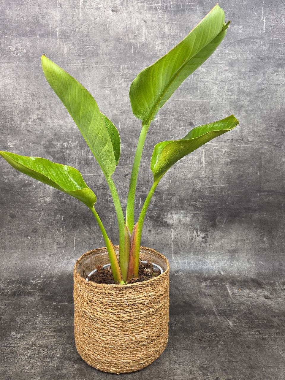 Strelitzia Nicolai 17 cm