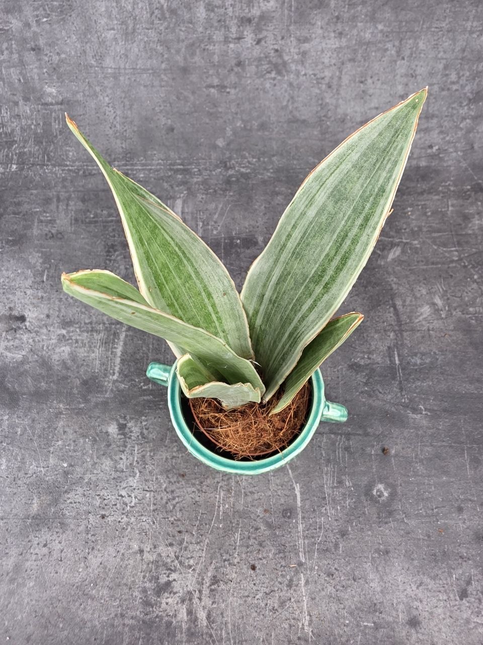 Sansevieria Metallica