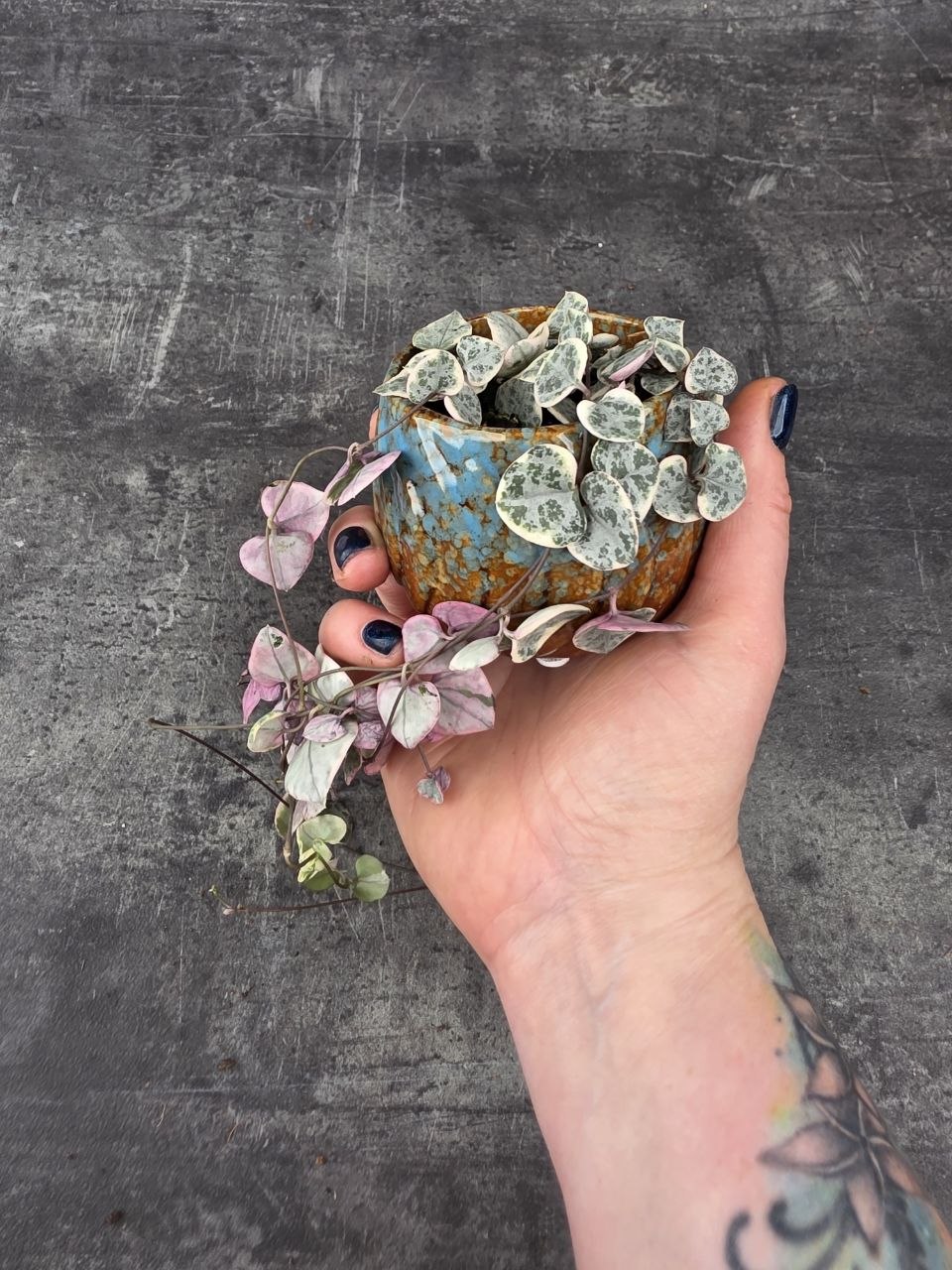 Ceropegia Woodii růžová mini