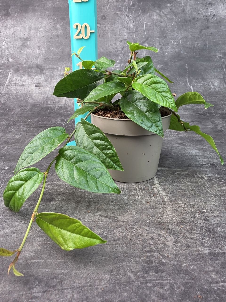 Ficus Sigittata