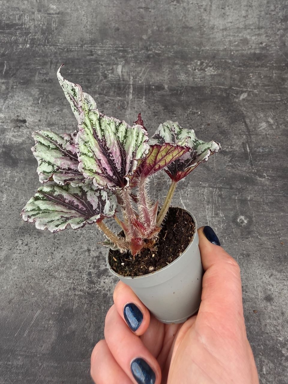 Begonia Spirit of Bali mini