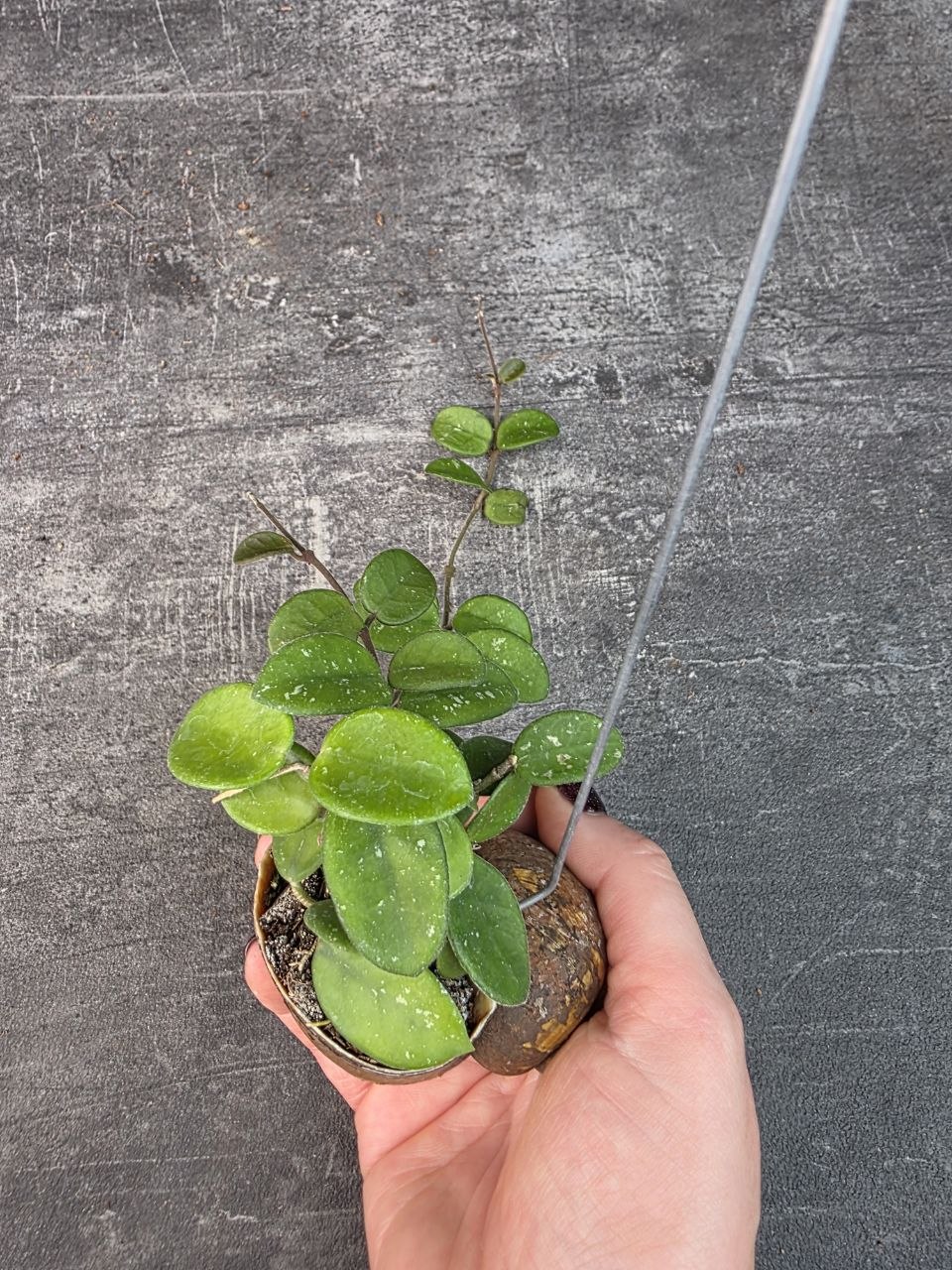 Hoya ve šnečí ulitě mathilde 10