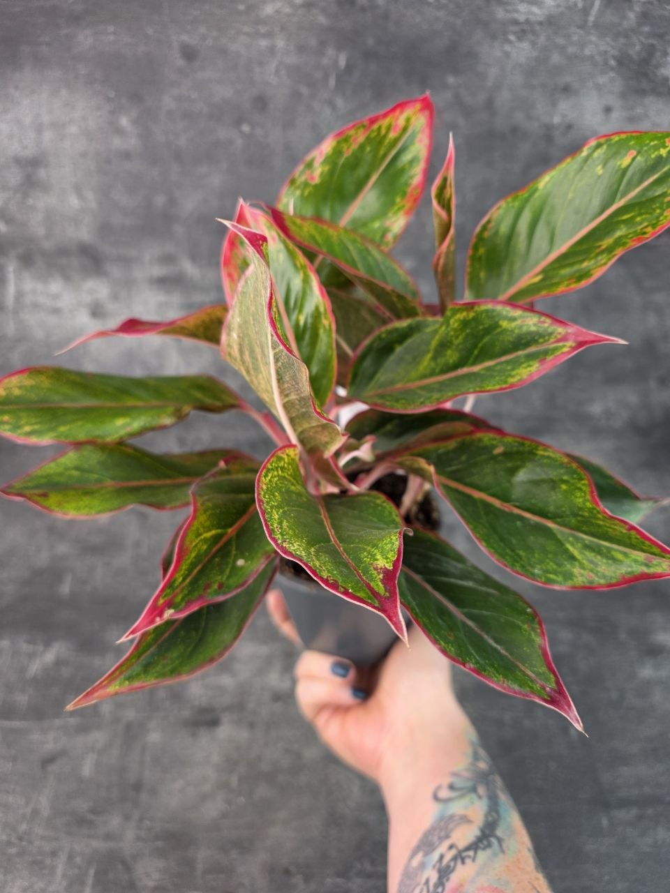 Aglaonema Crete Flame