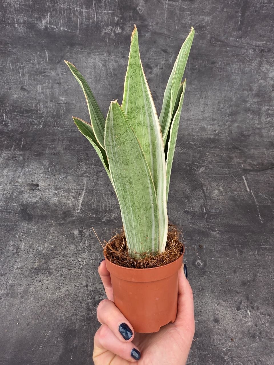 Sansevieria Metallica